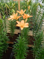 [4090 Orange Cocotte DJ No201.JPG]